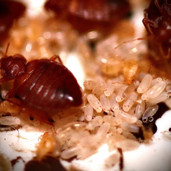 How to Identify Bedbugs in Barnet