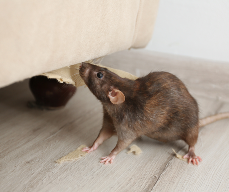 What is the cost of Rat Control in Barnet